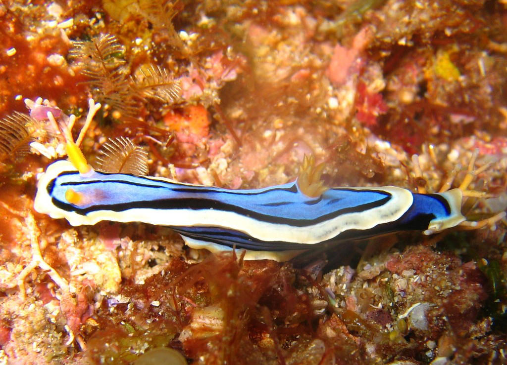 Chromodoris elisabethina